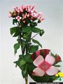 Bouvardia longiflora Royal Dafne Pink